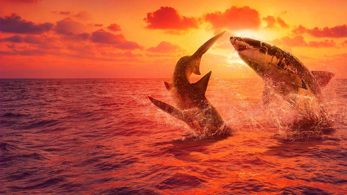 Great White Fight Club