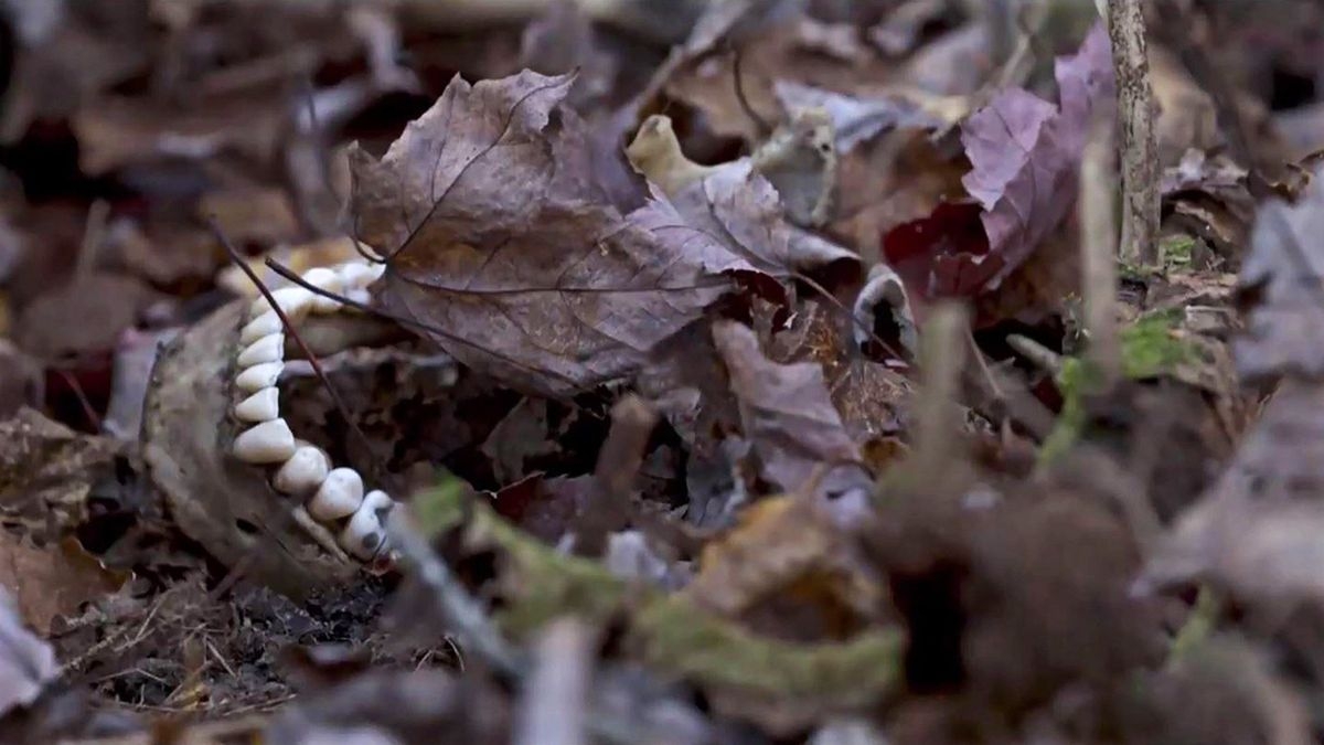 Dead North: The Interrogation