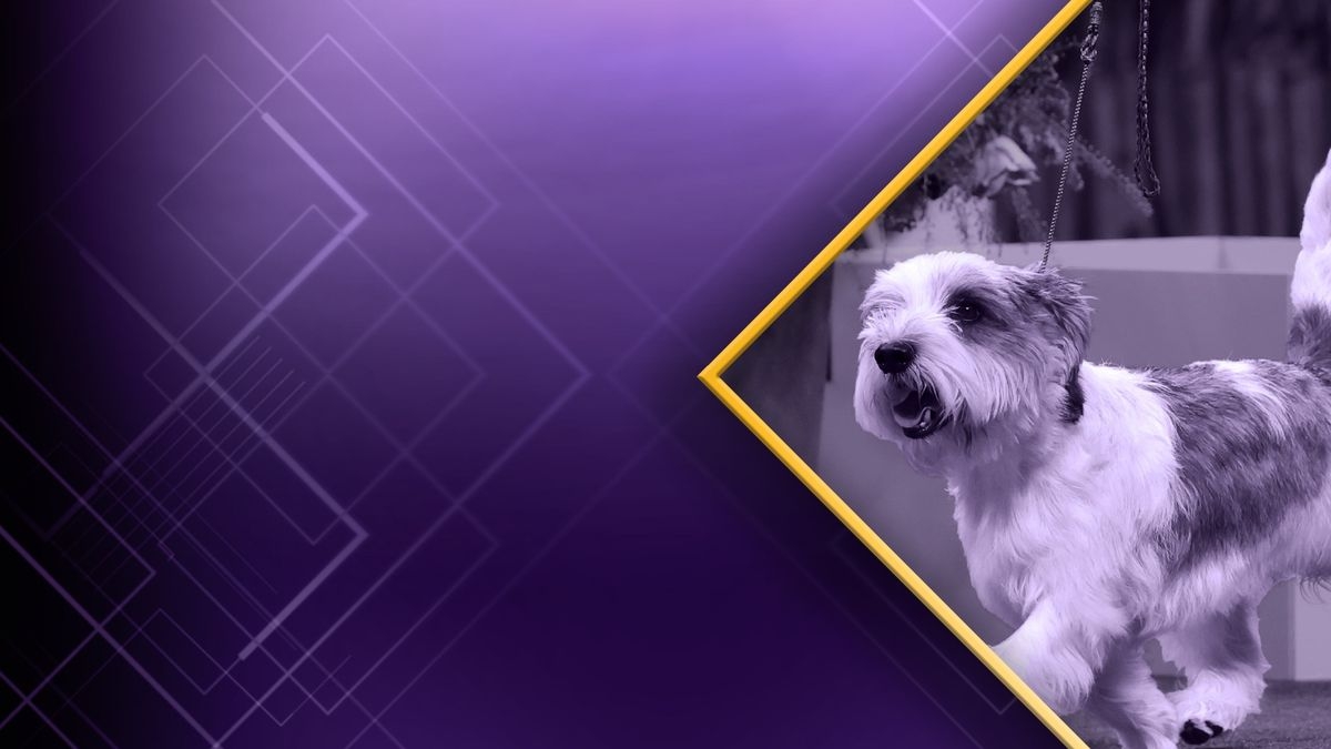 150th Westminster Kennel Club Dog Show