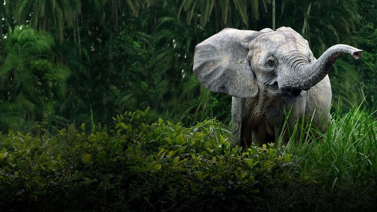 Secrets of the Elephants