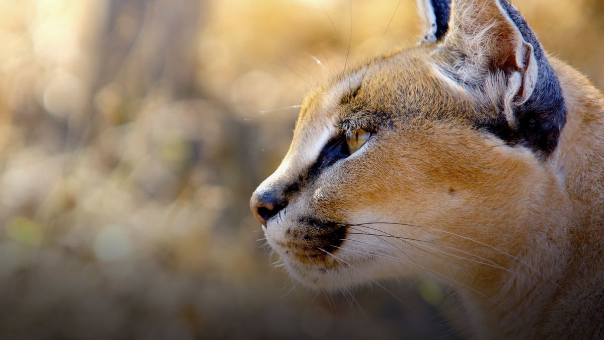 Africa's Wild Year
