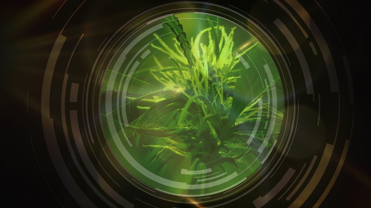 National Geographic Investigates - Legal Marijuana in America