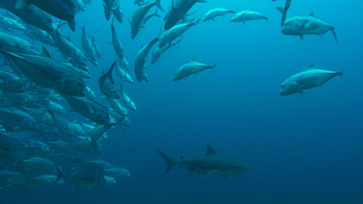 Secrets of the Bull Shark