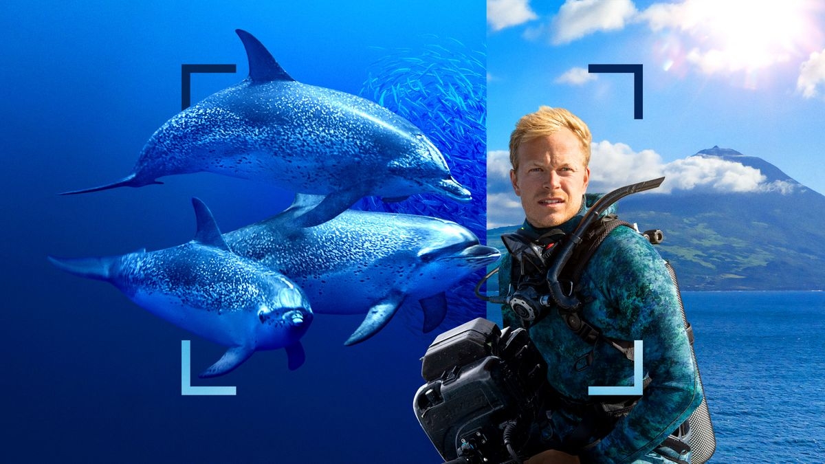 Dolphins Up Close with Bertie Gregory